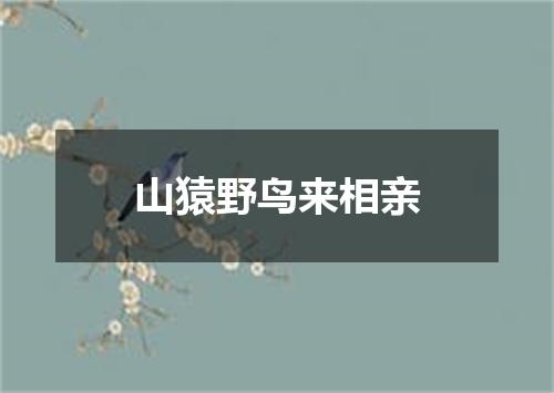 山猿野鸟来相亲