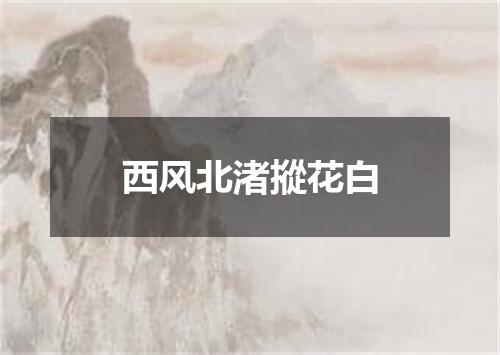 西风北渚摐花白