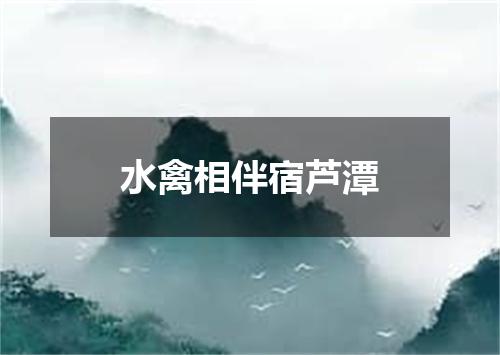 水禽相伴宿芦潭