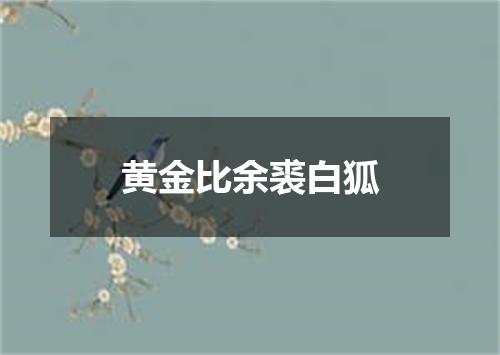黄金比余裘白狐