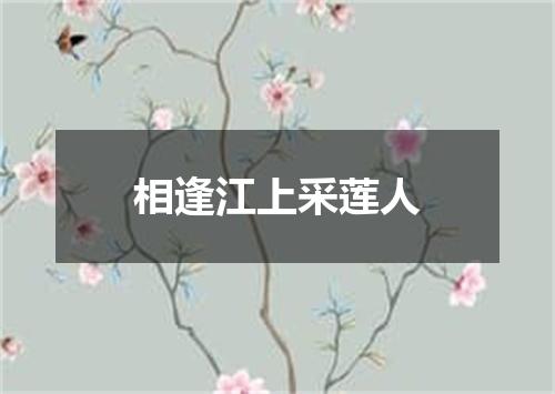 相逢江上采莲人
