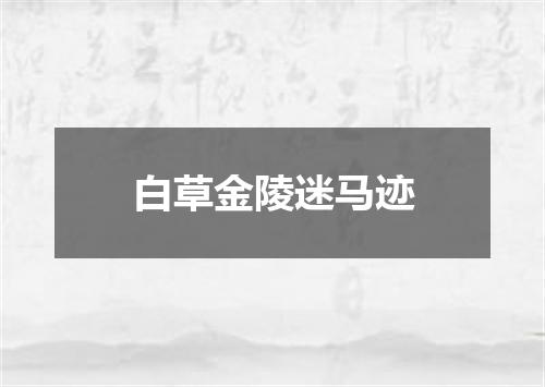 白草金陵迷马迹