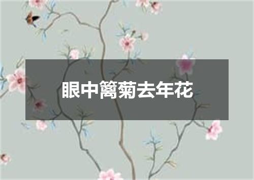 眼中篱菊去年花
