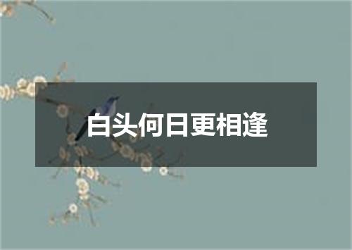 白头何日更相逢