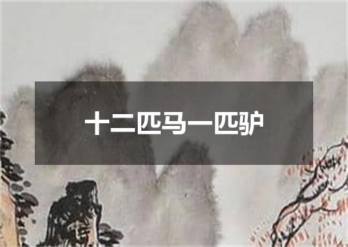 十二匹马一匹驴