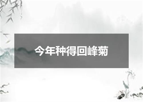 今年种得回峰菊