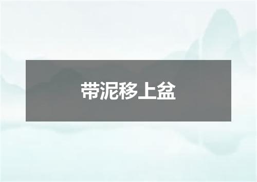 带泥移上盆