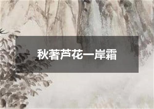 秋著芦花一岸霜