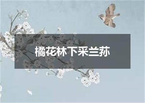 橘花林下采兰荪