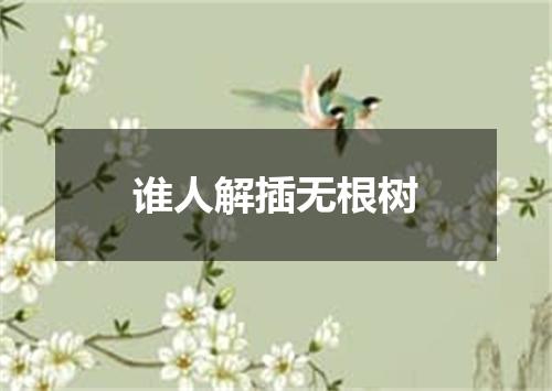 谁人解插无根树