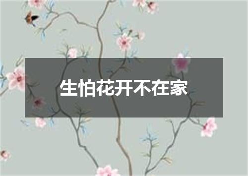生怕花开不在家