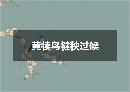 黄犊鸟犍秧过候
