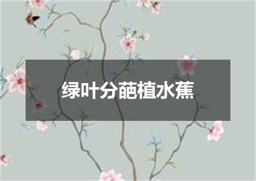 绿叶分葩植水蕉