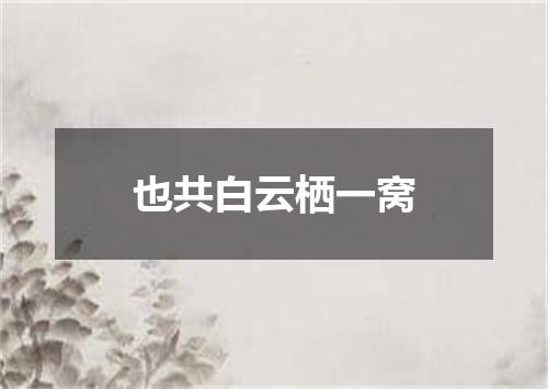 也共白云栖一窝