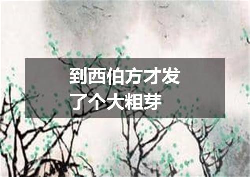 到西伯方才发了个大粗芽