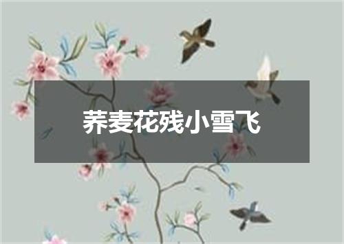荞麦花残小雪飞