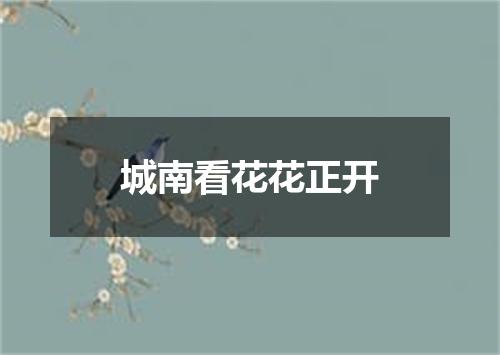 城南看花花正开