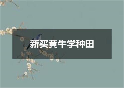 新买黄牛学种田