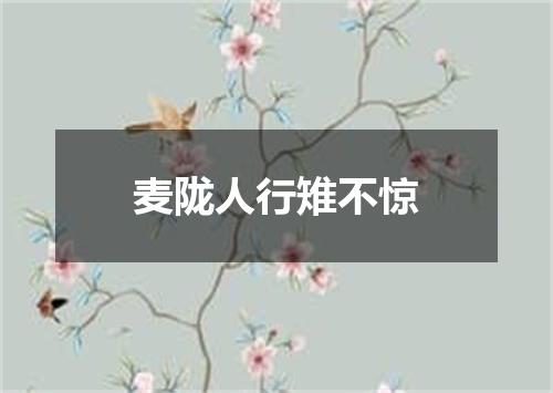 麦陇人行雉不惊