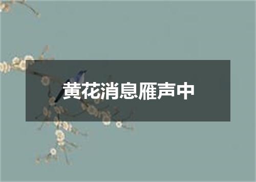 黄花消息雁声中