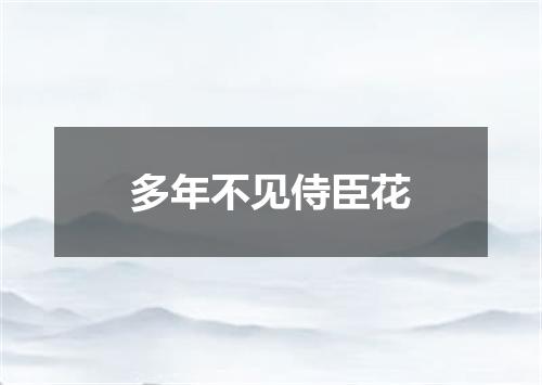 多年不见侍臣花