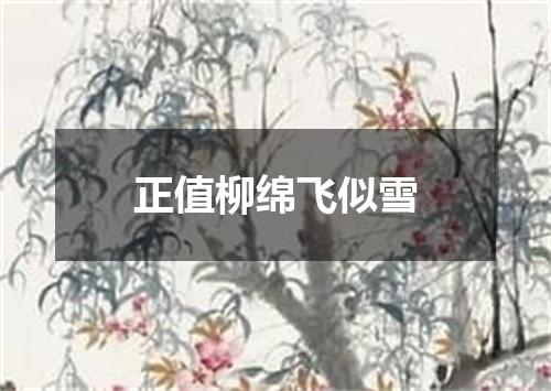 正值柳绵飞似雪
