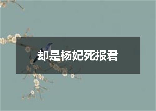 却是杨妃死报君
