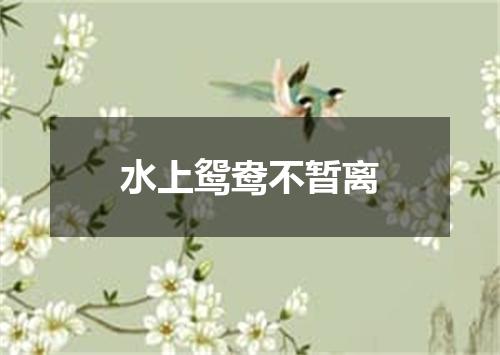 水上鸳鸯不暂离