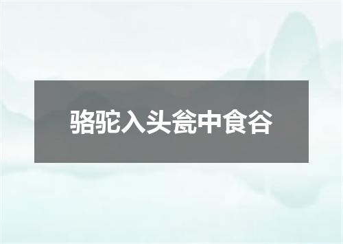骆驼入头瓮中食谷