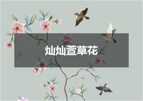 灿灿萱草花