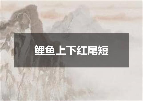 鲤鱼上下红尾短