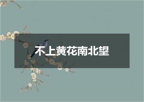 不上黄花南北望