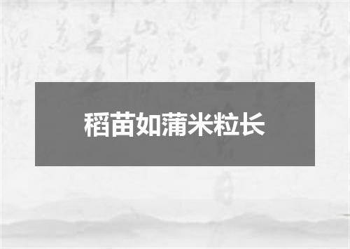 稻苗如蒲米粒长