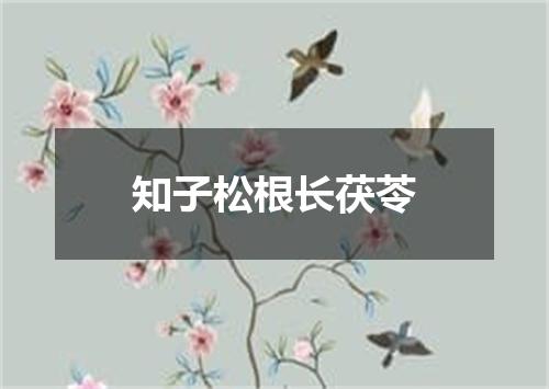 知子松根长茯苓