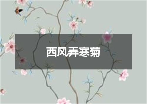 西风弄寒菊