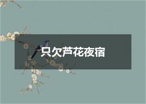 只欠芦花夜宿