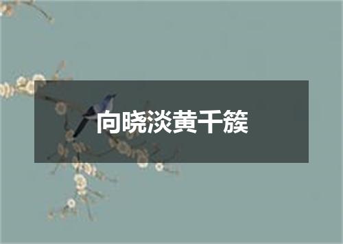 向晓淡黄千簇