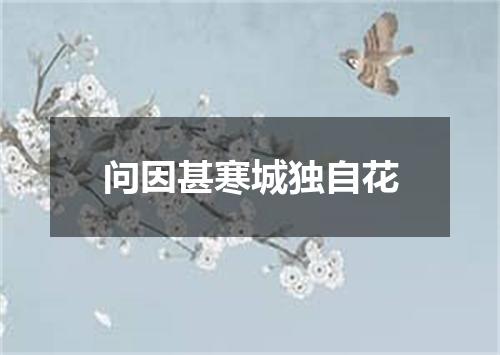 问因甚寒城独自花