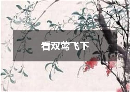 看双莺飞下