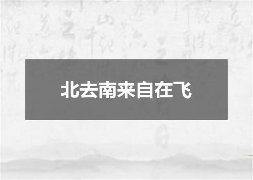 北去南来自在飞