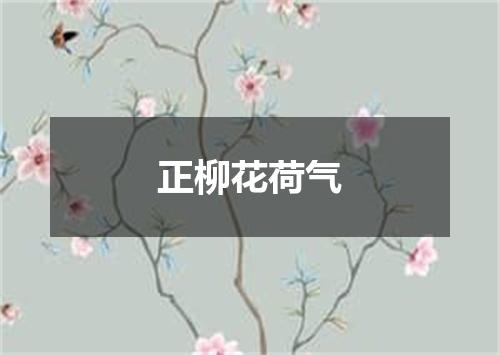 正柳花荷气