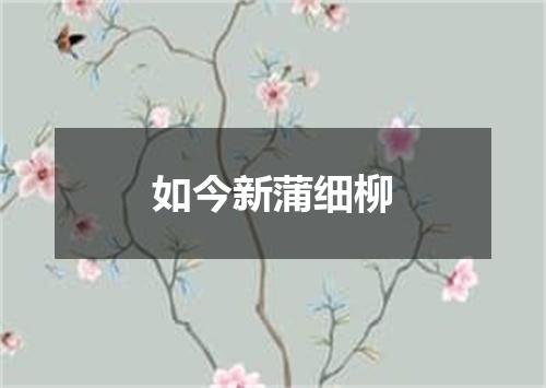 如今新蒲细柳