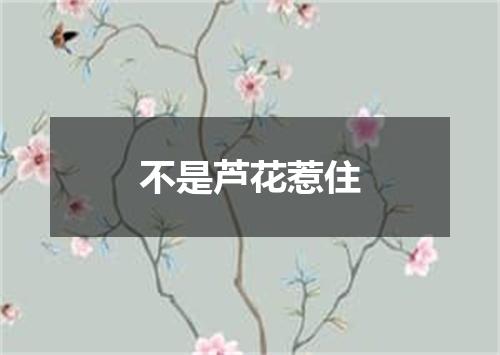 不是芦花惹住
