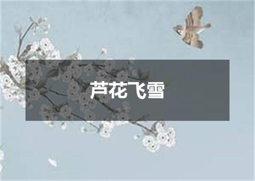 芦花飞雪