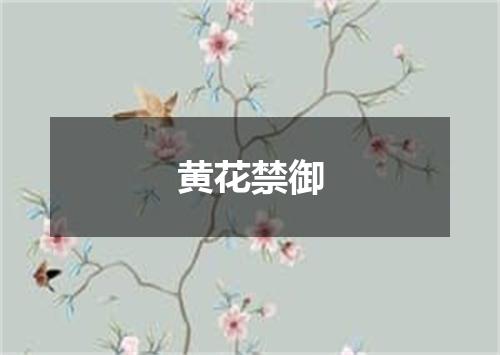 黄花禁御