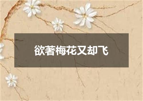 欲著梅花又却飞