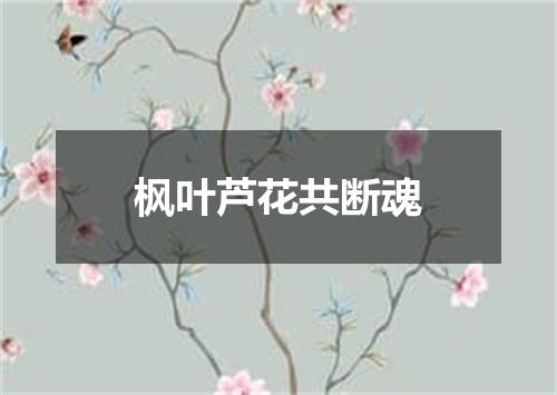 枫叶芦花共断魂