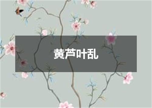 黄芦叶乱