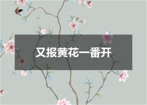 又报黄花一番开