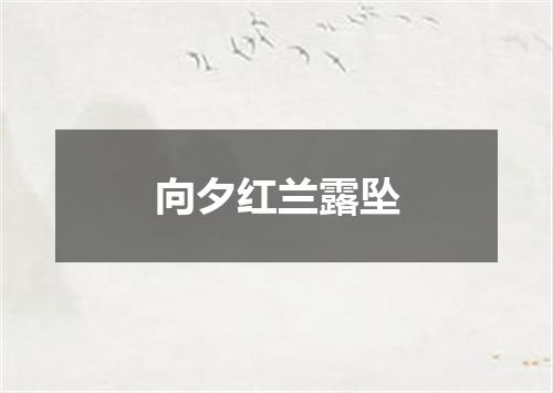 向夕红兰露坠